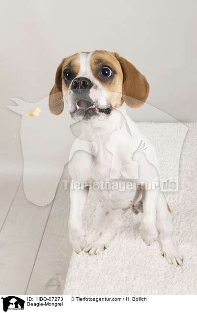 Beagle-Mischling / Beagle-Mongrel / HBO-07273