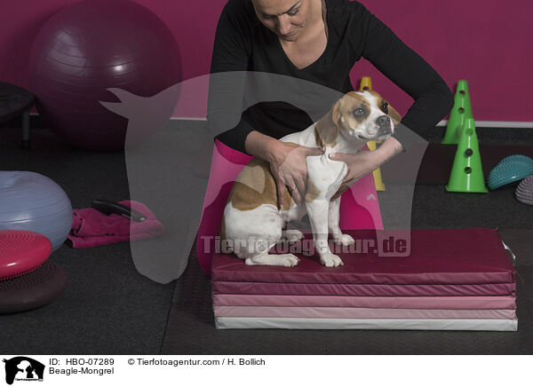 Beagle-Mischling / Beagle-Mongrel / HBO-07289