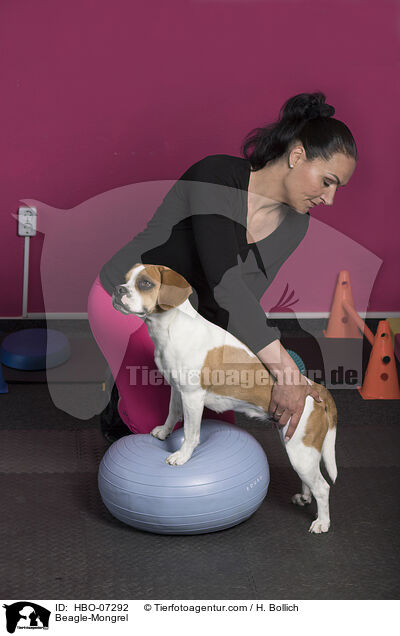 Beagle-Mischling / Beagle-Mongrel / HBO-07292