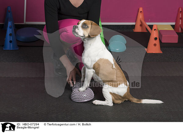 Beagle-Mischling / Beagle-Mongrel / HBO-07294