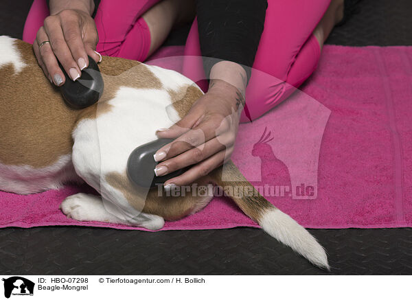 Beagle-Mischling / Beagle-Mongrel / HBO-07298