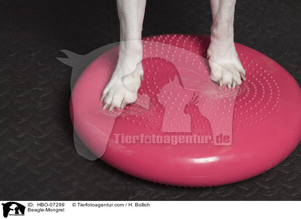 Beagle-Mischling / Beagle-Mongrel / HBO-07299