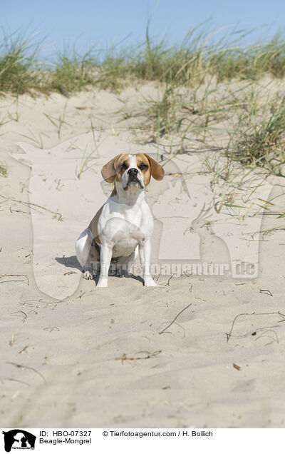Beagle-Mischling / Beagle-Mongrel / HBO-07327