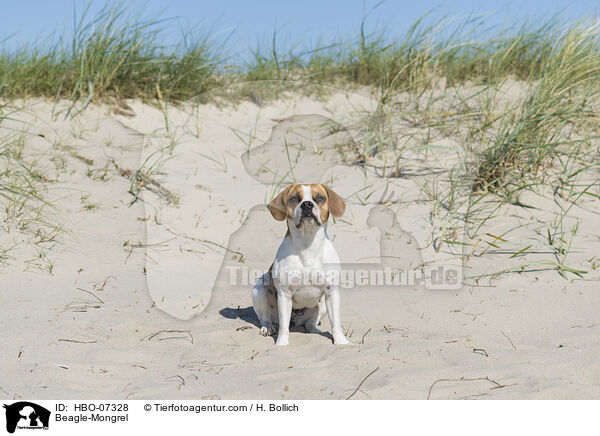 Beagle-Mischling / Beagle-Mongrel / HBO-07328