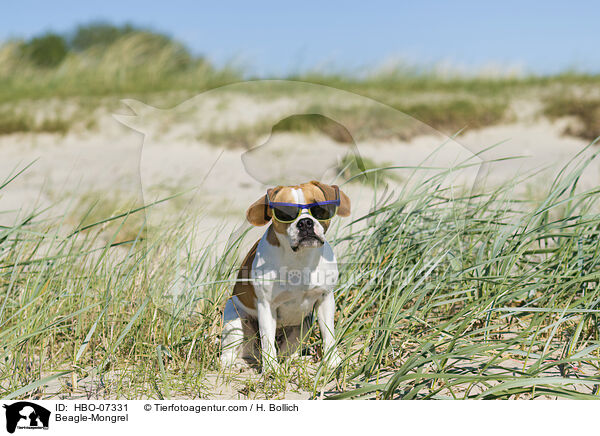 Beagle-Mischling / Beagle-Mongrel / HBO-07331