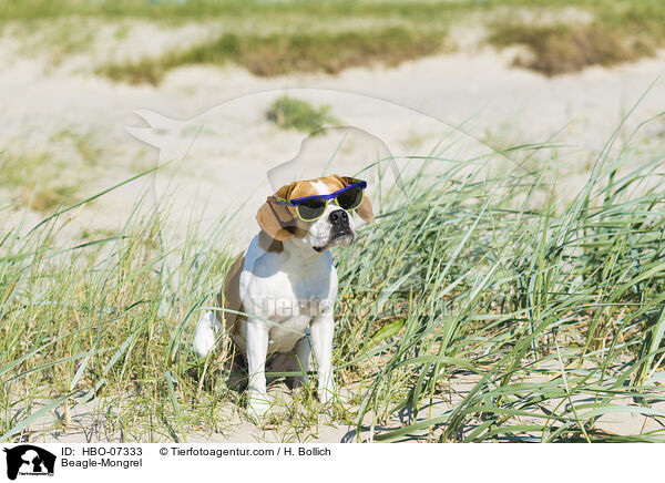 Beagle-Mischling / Beagle-Mongrel / HBO-07333