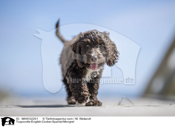 Toypudel-English-Cocker-Spaniel-Mix / Toypoodle-English-Cocker-Spaniel-Mongrel / MAW-02201