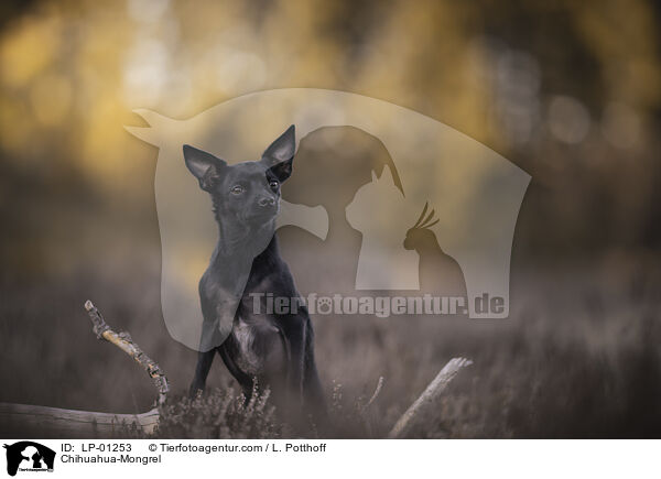 Chihuahua-Mischling / Chihuahua-Mongrel / LP-01253