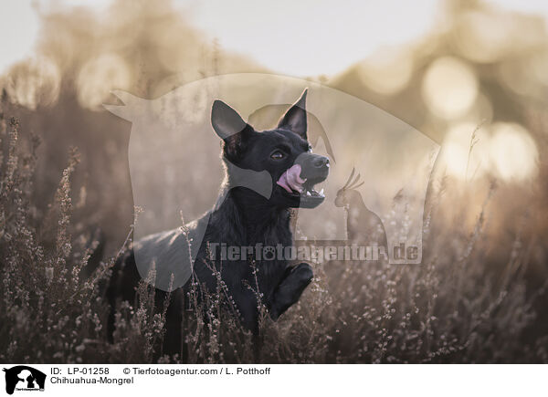 Chihuahua-Mischling / Chihuahua-Mongrel / LP-01258