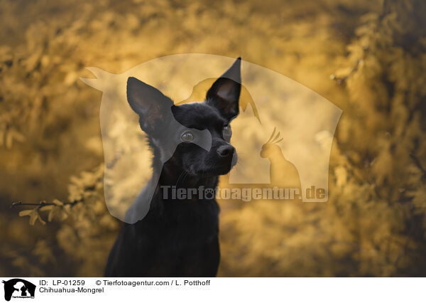 Chihuahua-Mischling / Chihuahua-Mongrel / LP-01259