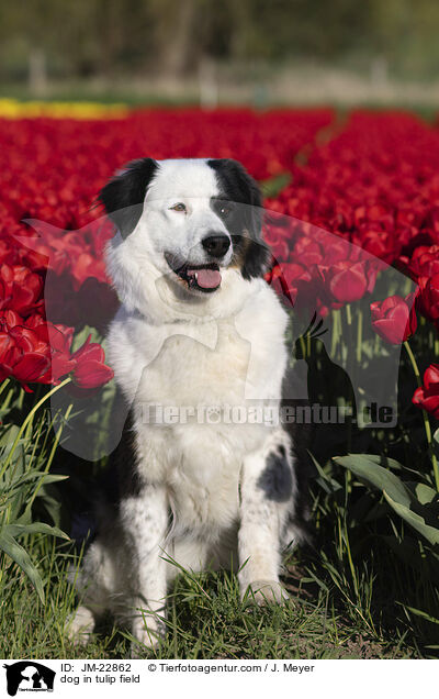 Eloschaboro-Mix im Tulpenfeld / dog in tulip field / JM-22862