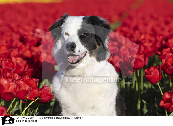 Eloschaboro-Mix im Tulpenfeld / dog in tulip field / JM-22864