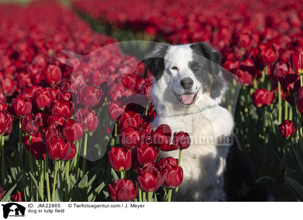 Eloschaboro-Mix im Tulpenfeld / dog in tulip field / JM-22865
