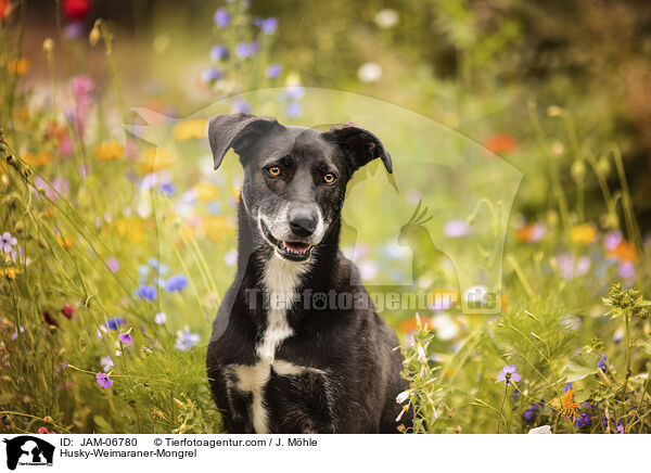 Husky-Weimaraner-Mischling / Husky-Weimaraner-Mongrel / JAM-06780