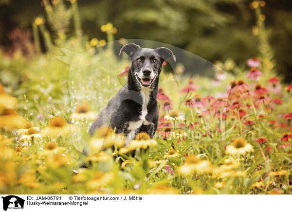 Husky-Weimaraner-Mischling / Husky-Weimaraner-Mongrel / JAM-06791
