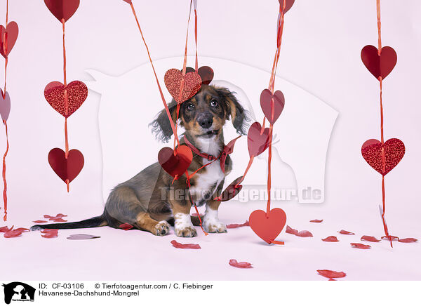 Havaneser-Dackel-Mix / Havanese-Dachshund-Mongrel / CF-03106