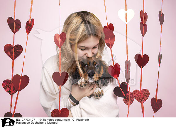 Havanese-Dachshund-Mongrel / CF-03107