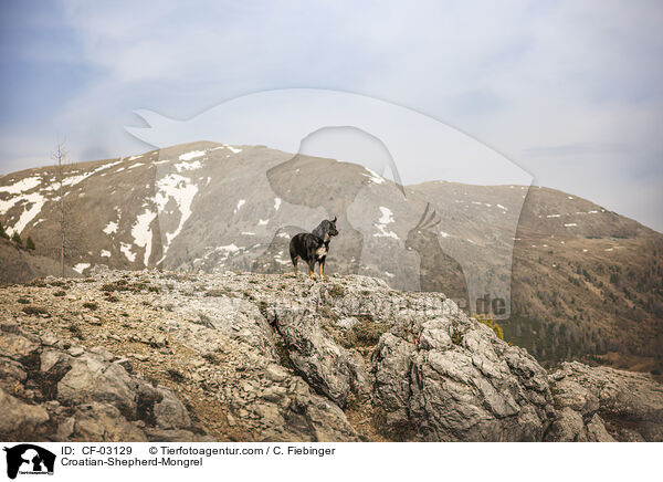 Kroatischer-Schferhund-Mischling / Croatian-Shepherd-Mongrel / CF-03129