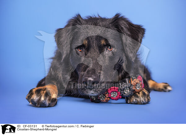 Kroatischer-Schferhund-Mischling / Croatian-Shepherd-Mongrel / CF-03131
