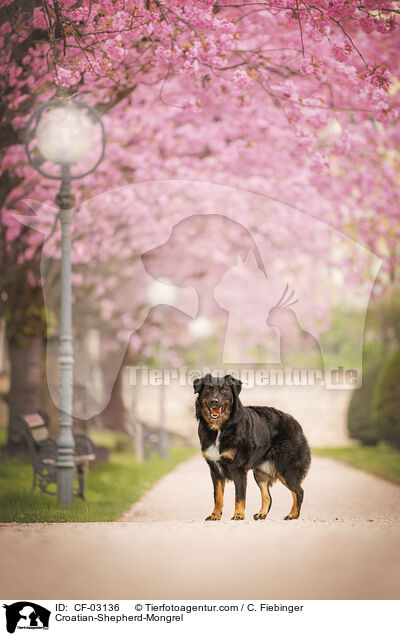 Kroatischer-Schferhund-Mischling / Croatian-Shepherd-Mongrel / CF-03136