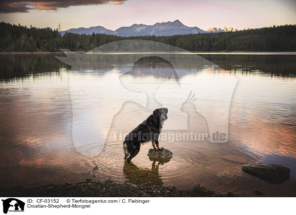 Kroatischer-Schferhund-Mischling / Croatian-Shepherd-Mongrel / CF-03152