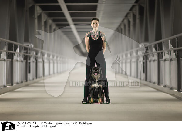 Croatian-Shepherd-Mongrel / CF-03153
