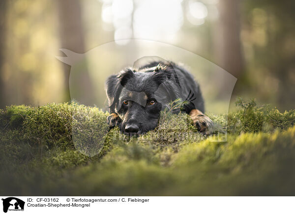 Kroatischer-Schferhund-Mischling / Croatian-Shepherd-Mongrel / CF-03162