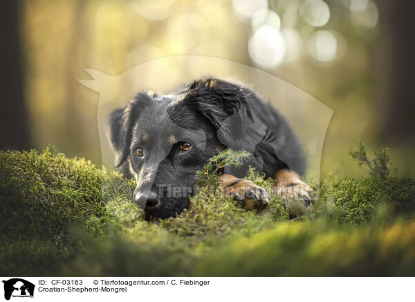 Kroatischer-Schferhund-Mischling / Croatian-Shepherd-Mongrel / CF-03163