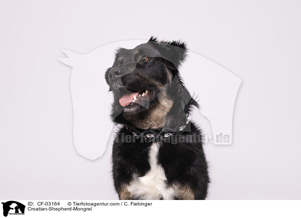 Kroatischer-Schferhund-Mischling / Croatian-Shepherd-Mongrel / CF-03164