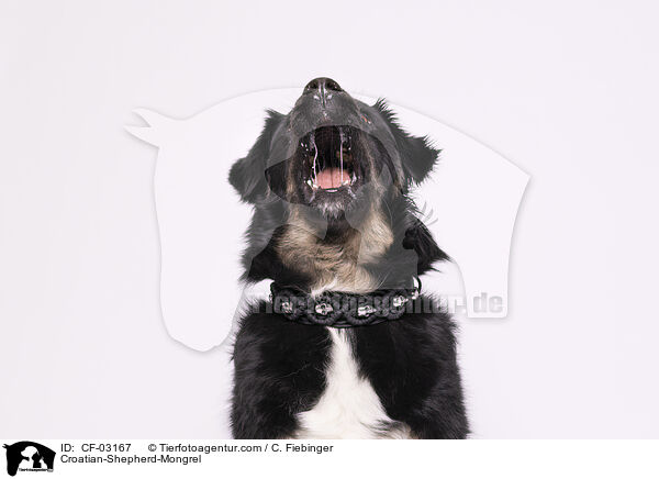 Kroatischer-Schferhund-Mischling / Croatian-Shepherd-Mongrel / CF-03167
