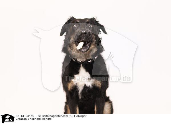 Kroatischer-Schferhund-Mischling / Croatian-Shepherd-Mongrel / CF-03169