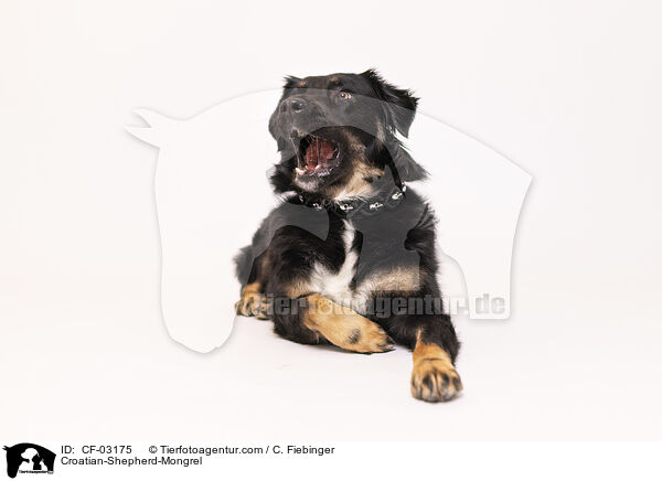 Kroatischer-Schferhund-Mischling / Croatian-Shepherd-Mongrel / CF-03175