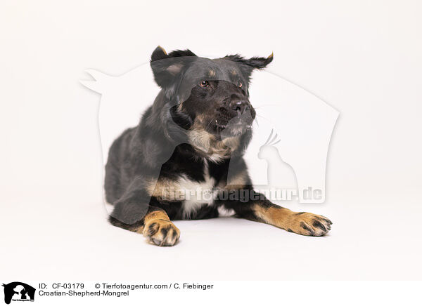 Croatian-Shepherd-Mongrel / CF-03179
