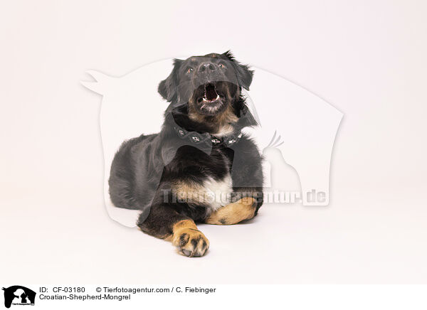 Kroatischer-Schferhund-Mischling / Croatian-Shepherd-Mongrel / CF-03180