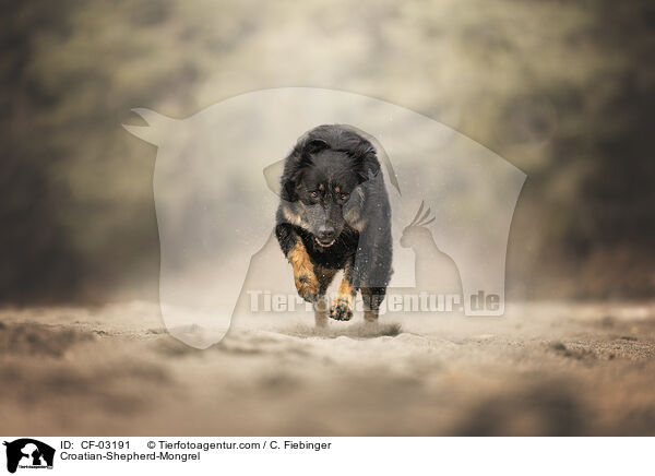 Kroatischer-Schferhund-Mischling / Croatian-Shepherd-Mongrel / CF-03191