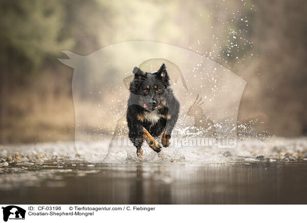 Kroatischer-Schferhund-Mischling / Croatian-Shepherd-Mongrel / CF-03196