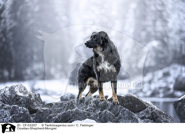 Kroatischer-Schferhund-Mischling / Croatian-Shepherd-Mongrel / CF-03207