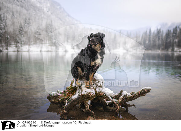 Kroatischer-Schferhund-Mischling / Croatian-Shepherd-Mongrel / CF-03210