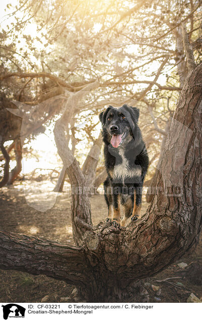 Kroatischer-Schferhund-Mischling / Croatian-Shepherd-Mongrel / CF-03221