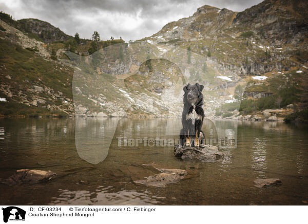 Kroatischer-Schferhund-Mischling / Croatian-Shepherd-Mongrel / CF-03234