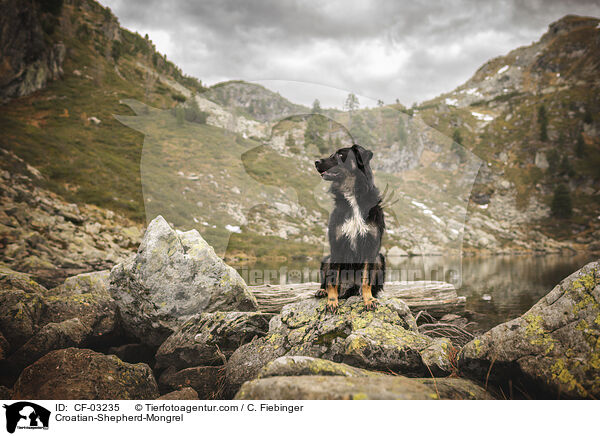 Kroatischer-Schferhund-Mischling / Croatian-Shepherd-Mongrel / CF-03235