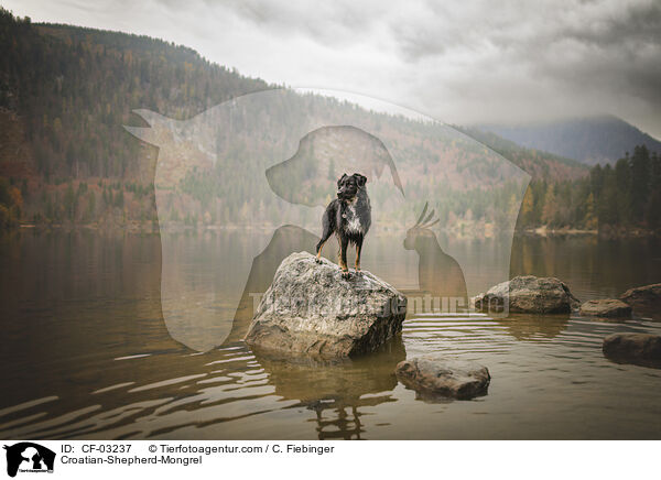 Kroatischer-Schferhund-Mischling / Croatian-Shepherd-Mongrel / CF-03237