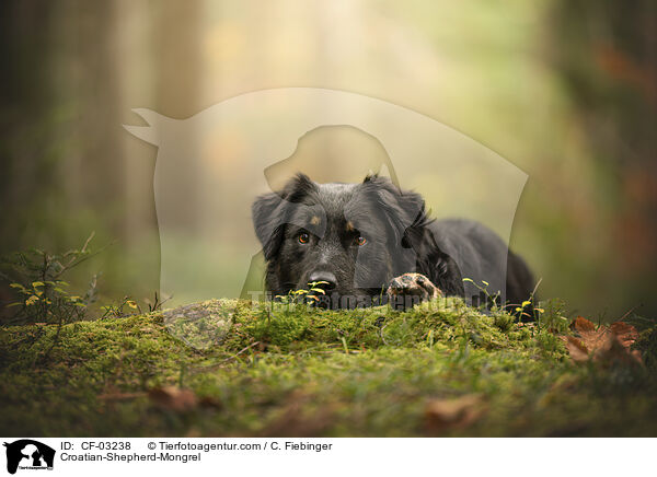 Kroatischer-Schferhund-Mischling / Croatian-Shepherd-Mongrel / CF-03238