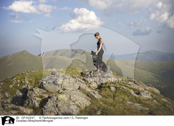 Croatian-Shepherd-Mongrel / CF-03241