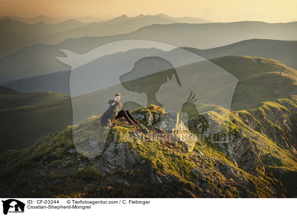 Croatian-Shepherd-Mongrel / CF-03244