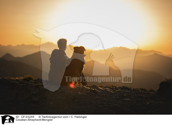 Croatian-Shepherd-Mongrel / CF-03245