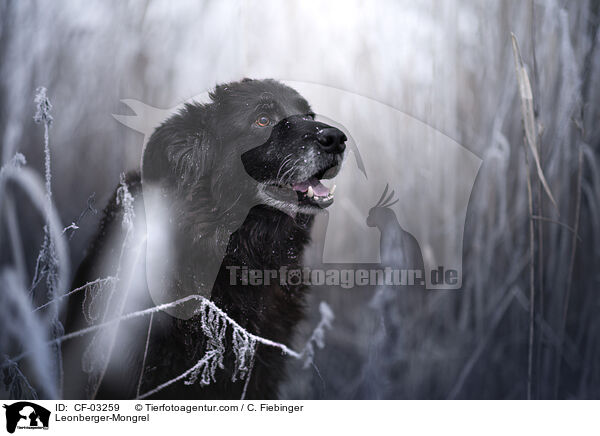 Leonberger-Mischling / Leonberger-Mongrel / CF-03259