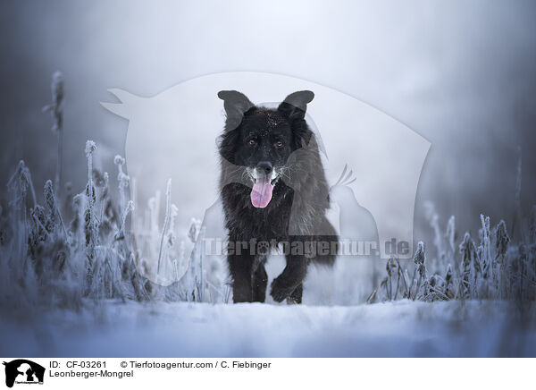 Leonberger-Mischling / Leonberger-Mongrel / CF-03261