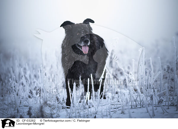 Leonberger-Mischling / Leonberger-Mongrel / CF-03262