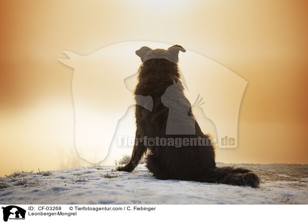 Leonberger-Mischling / Leonberger-Mongrel / CF-03268